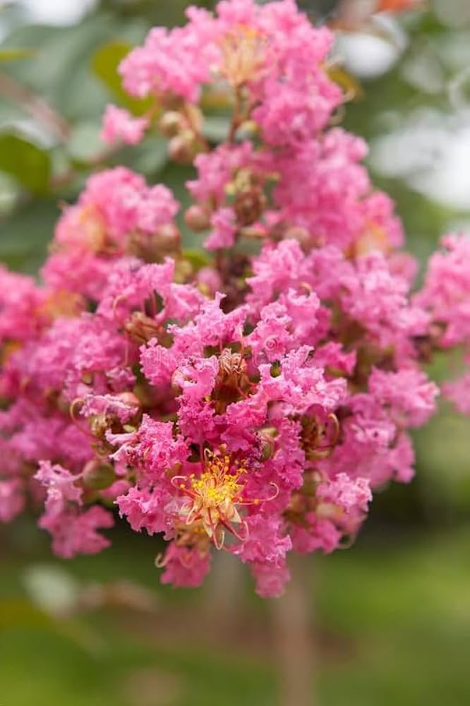 Myrtle Pink Flower Seeds for Planting  Vibrant Blooms for Your Garden