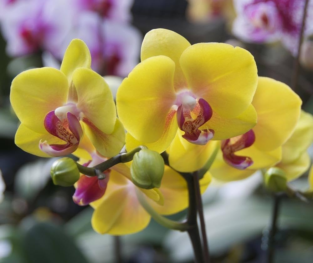 Yellow Orchid Flower seeds for Planting Vibrant Colors Heirloom & GMO Free Seeds for Home Garden