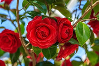 Camellia Burgundy Flower seeds for Planting - Pollinator Friendly, Heirloom & GMO Free Seeds for Home Garden
 
 Sale for planting in home garden.