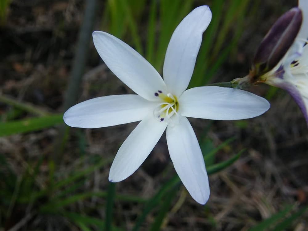 White Sparaxis Flower seeds for Planting Cut Flower Favorite Heirloom & GMO Free Seeds for Home Garden 
 
 Sale