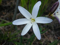 White Sparaxis Flower seeds for Planting Cut Flower Favorite Heirloom & GMO Free Seeds for Home Garden 
 
 Sale