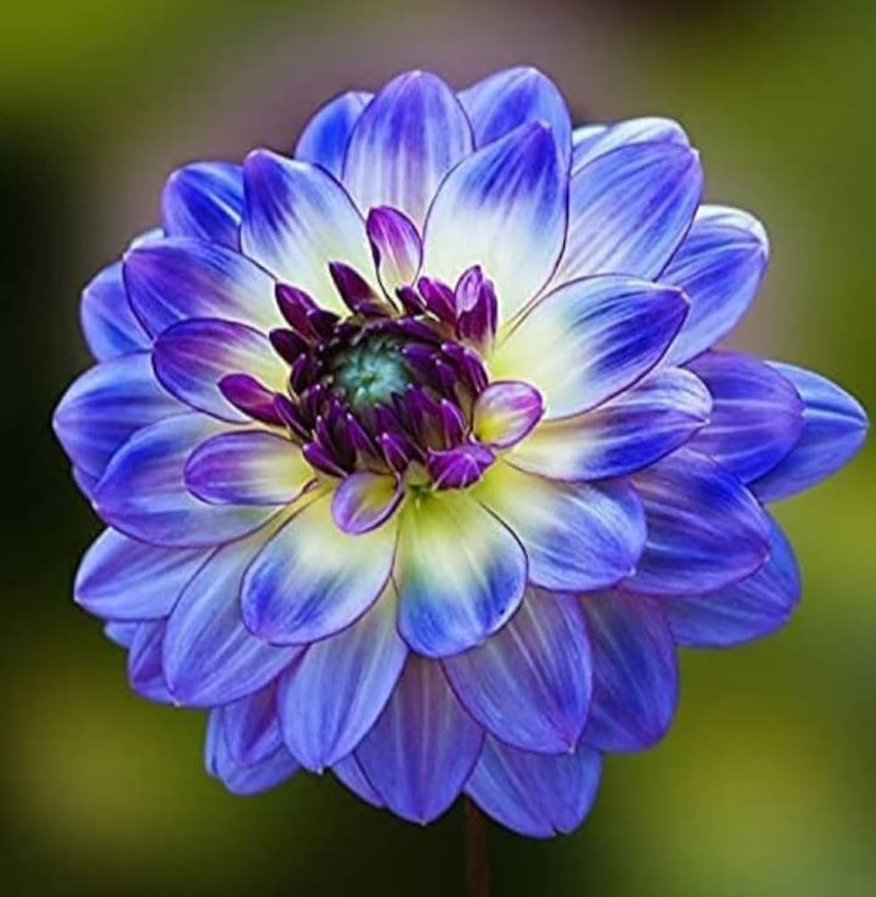 Purple Blue Chrysanthemum Flower seeds for Planting - Compact Growth, Heirloom & GMO Free Seeds for Home Garden