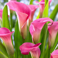 Heirloom Zantedeschia Flower seeds for Planting Colorful Display Heirloom & GMO Free Seeds for Home Garden