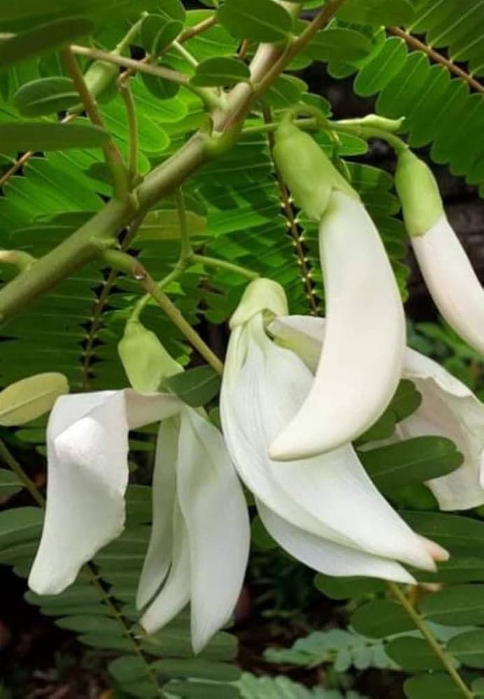 Heron Flower seeds for Planting - Long Bloom Season, Heirloom & GMO Free Seeds for Home Garden