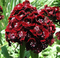 Maroon William Dianthus Flower seeds for Planting - Premium Quality, Heirloom & GMO Free Seeds for Home Garden