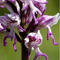 Purple Naked Man Orchid Flower seeds for Planting - Perfect for Borders, Heirloom & GMO Free Seeds for Home Garden