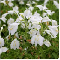 MarshFlower seeds for Planting Cottage Garden Essential Heirloom & GMO Free Seeds for Home Garden 
 
 Sale for planting in home garden
