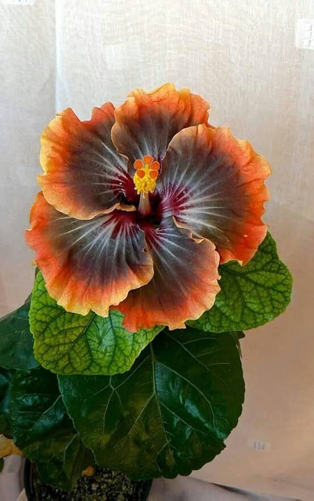 Black Orange Hibiscus Flower Seeds for Planting Pollinator Friendly Heirloom & GMO Free Seeds for Home Garden
 
 Sale