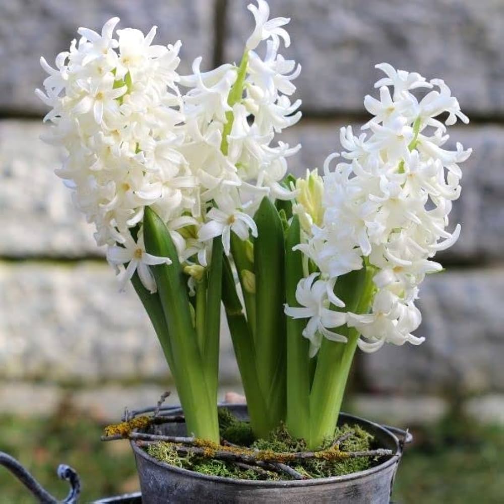 Hyacinth Flower seeds for Planting - Shade Tolerant, Heirloom & GMO Free Seeds for Home Garden