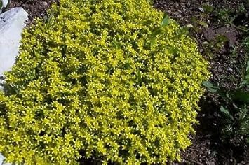 Green (Green Cascade) seeds for planting in home garden