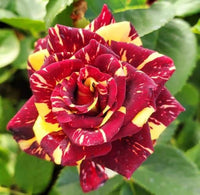 Tiger Striped Rose Flower seeds for Planting Shade Tolerant Heirloom & GMO Free Seeds for Home Garden