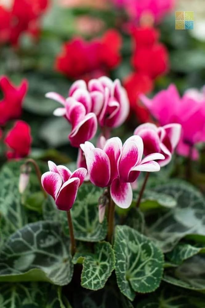 Pink & White Cyclamen Flower seeds for Planting - Cut Flower Favorite, Heirloom & GMO Free Seeds for Home Garden