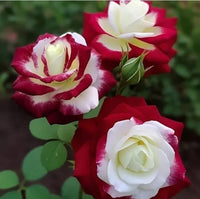 White Maroon Multi Color Rose Flower Seeds for Planting Premium Quality Heirloom & GMO Free Seeds for Home Garden
 
 Sale
