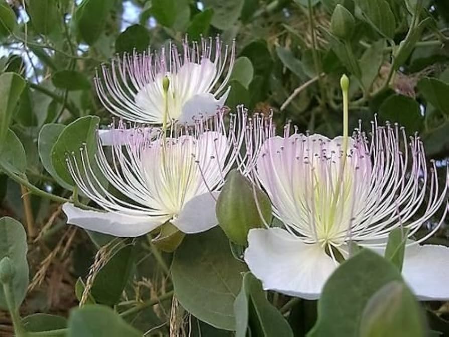 White Capparis Flower seeds for Planting - Sun Loving, Heirloom & GMO Free Seeds for Home Garden