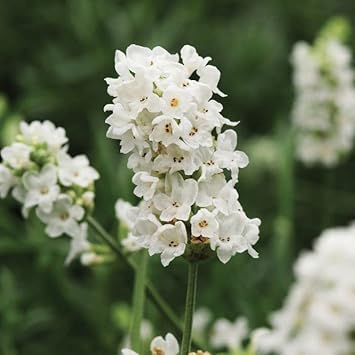 White Provence Lavender Flower seeds for Planting - Drought Tolerant, Heirloom & GMO Free Seeds for Home Garden
 
 Sale seeds for planting in home garden