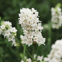 White Provence Lavender Flower seeds for Planting - Drought Tolerant, Heirloom & GMO Free Seeds for Home Garden
 
 Sale seeds for planting in home garden