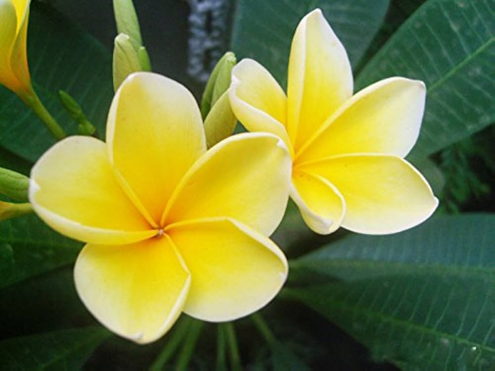 Egg Flower seeds for Planting Perfect for Borders Heirloom & GMO Free Seeds for Home Garden