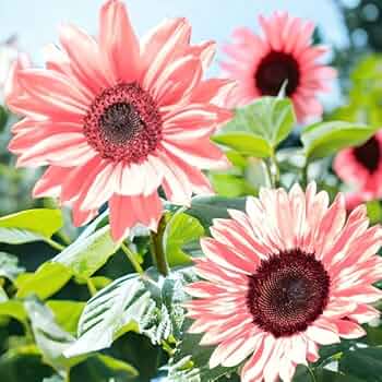 Mix Pink Sunflower Flower Seeds for Planting Bright Blooms Heirloom & GMO Free Seeds for Home Garden
 
 Sale