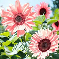 Mix Pink Sunflower Flower Seeds for Planting Bright Blooms Heirloom & GMO Free Seeds for Home Garden
 
 Sale