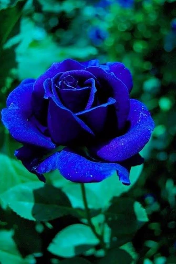 Dark Blue MulColor Rose Flower Seeds for Planting Hardy Variety Heirloom & GMO Free Seeds for Home Garden
 
 Sale