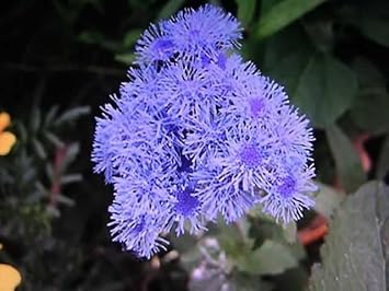 Floss Flower seeds for Planting - Low Maintenance, Heirloom & GMO Free Seeds for Home Garden
 
 Sale seeds for home garden