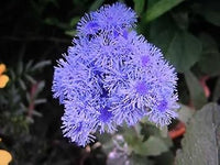 Floss Flower seeds for Planting - Low Maintenance, Heirloom & GMO Free Seeds for Home Garden
 
 Sale seeds for home garden