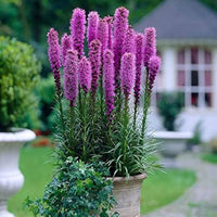 Blazing Star Liatris spicata Seeds for Planting in Flower Beds