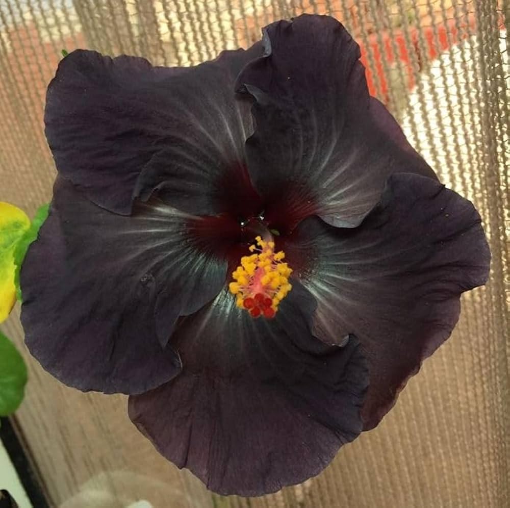Black Hibiscus Flower seeds for Planting - Compact Growth, Heirloom & GMO Free Seeds for Home Garden