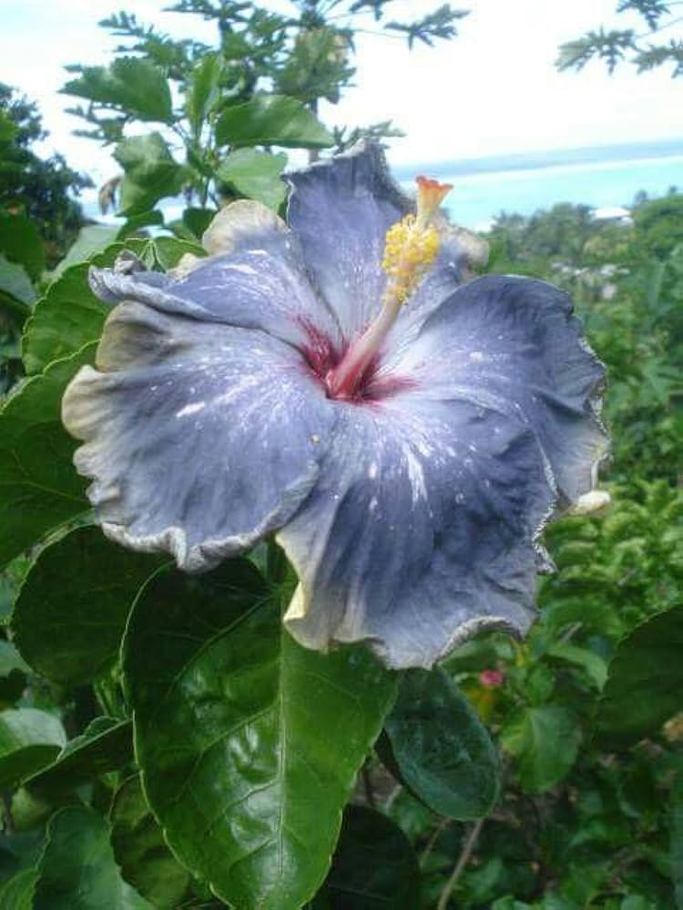 Ash Hibiscus Flower Seeds – Premium Heirloom NonGMO Seeds for Home Garden & Vibrant Blooms
 
 Sale