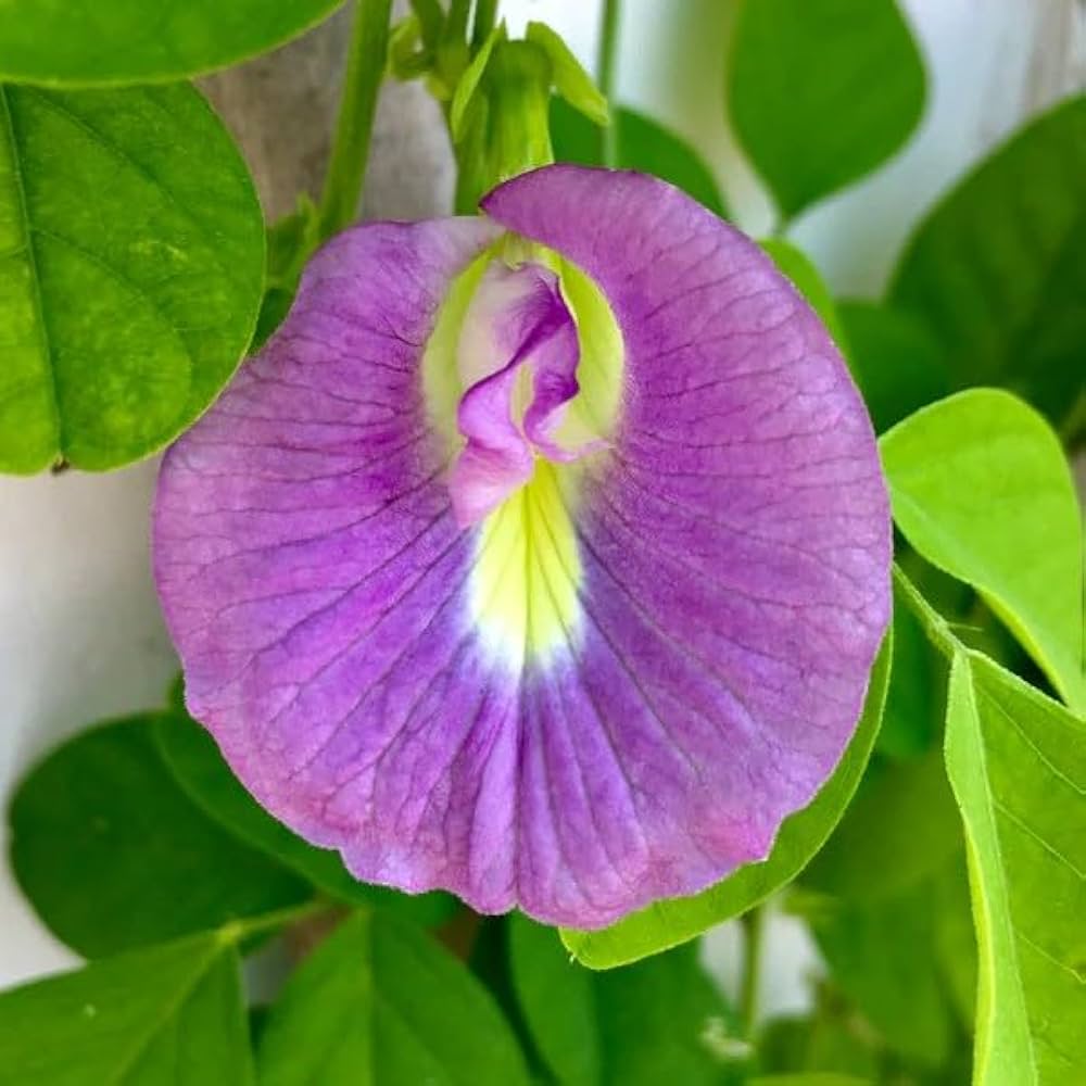 Fresh Clitoria Flower seeds for Planting - Hardy Variety, Heirloom & GMO Free Seeds for Home Garden