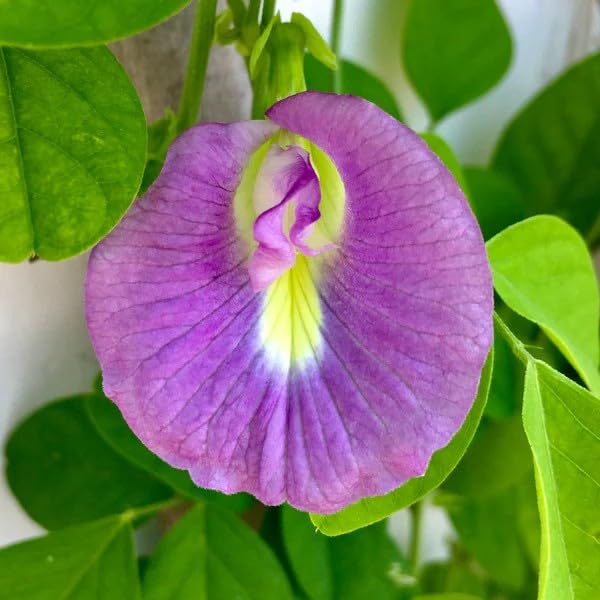 Fresh Clitoria Flower seeds for Planting - Hardy Variety, Heirloom & GMO Free Seeds for Home Garden