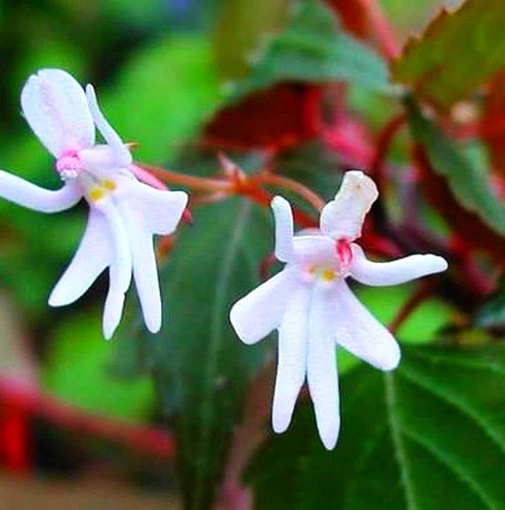Baby Face Orchid Flower seeds for Planting - Perfect for Borders, Heirloom & GMO Free Seeds for Home Garden