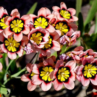 Thick Pink Sparaxis Flower seeds for Planting - Colorful Display, Heirloom & GMO Free Seeds for Home Garden