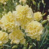Yellow Caryophyllus Flower seeds for Planting - Long Bloom Season, Heirloom & GMO Free Seeds for Home Garden