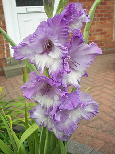 Blue White Gladiolus Flower Seeds for Planting Seasonal Bloomer Heirloom & GMO Free Seeds for Home Garden
 
 Sale