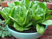 Lamb's Lettuce Vegetable Seeds  Planting Made Simple