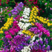 Herencia Flower seeds for Planting - Easy to Grow, Heirloom & GMO Free Seeds for Home Garden