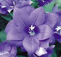 Blue Platycodon Double Balloon Seeds for Unique Puffy Flowers