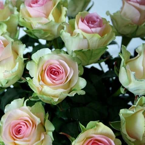 Pink Green Rose Flower Seeds for Planting Hardy Variety Heirloom & GMO Free Seeds for Home Garden
 
 Sale