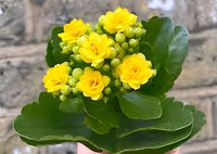 Yellow Kalanchoe Flower seeds for Planting - Fragrant Blossoms, Heirloom & GMO Free Seeds for Home Garden
