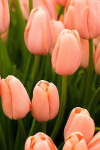 Peach Tulip Flower Seeds for Planting Easy to Grow Heirloom & GMO Free Seeds for Home Garden
 
 Sale