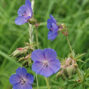 Blue Pelargonium Peltatum Flower Seeds for Planting Seasonal Bloomer Heirloom & GMO Free Seeds for Home Garden
 
 Sale