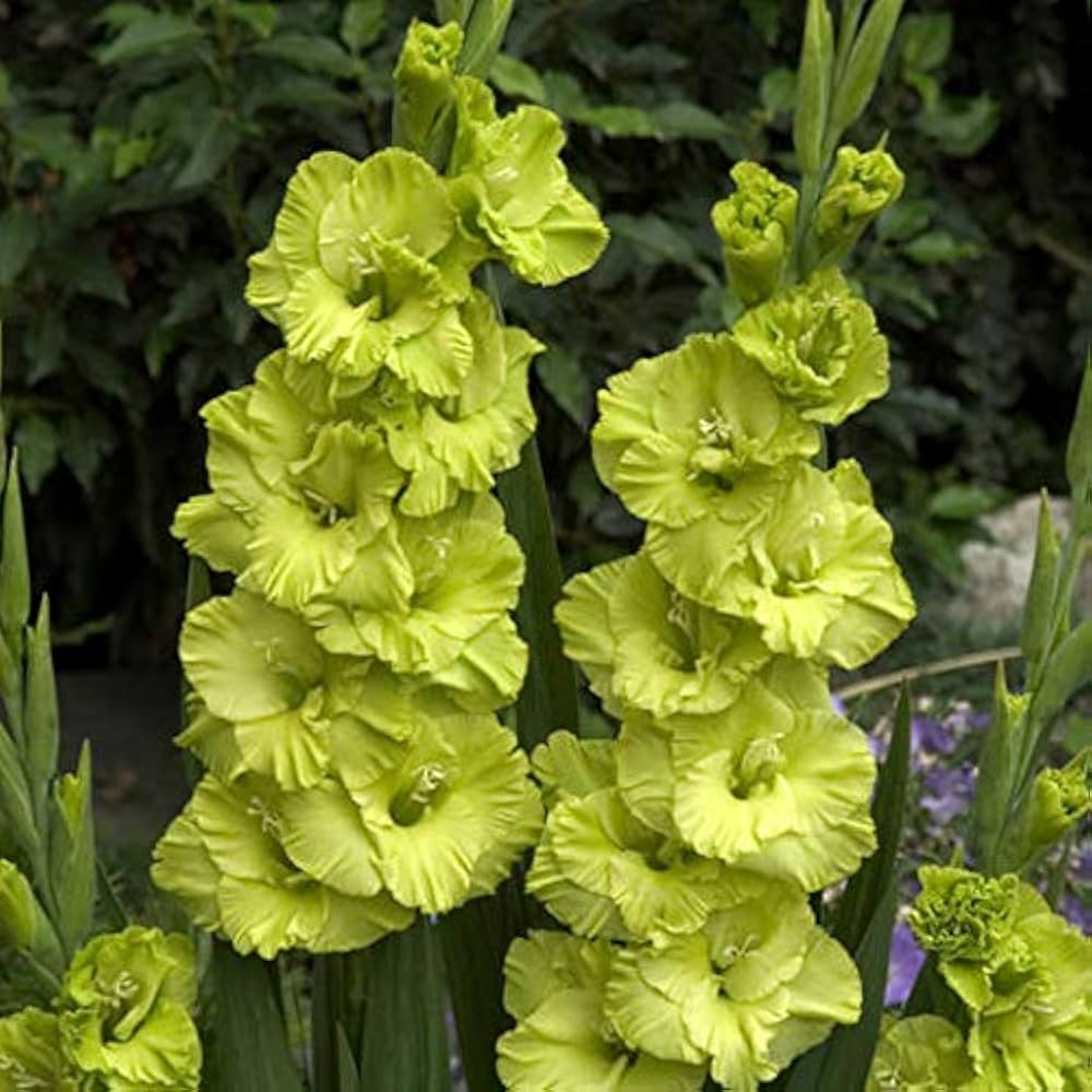 Gladiolus Dark Green Flower seeds for Planting - Vibrant Colors, Heirloom & GMO Free Seeds for Home Garden