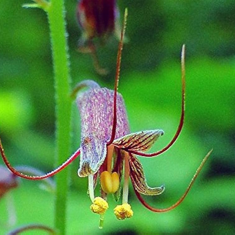 Mothers Menziesii Flower seeds for Planting - Cut Flower Favorite, Heirloom & GMO Free Seeds for Home Garden