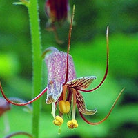 Mothers Menziesii Flower seeds for Planting - Cut Flower Favorite, Heirloom & GMO Free Seeds for Home Garden