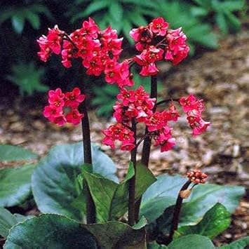 Red Bergenia Cordifolia Flower seeds for Planting - Compact Growth, Heirloom & GMO Free Seeds for Home Garden
 
 Sale seeds for planting in home garden