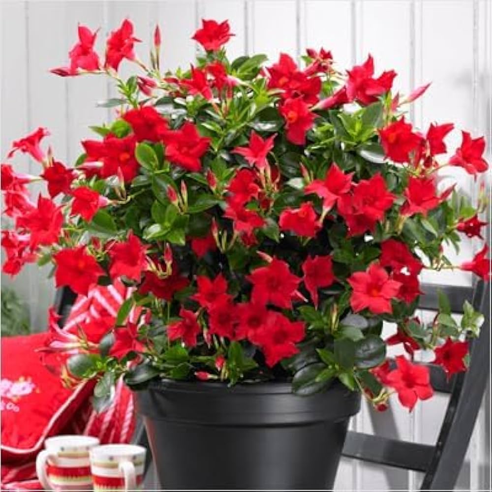 Dipladenia Flower seeds for Planting - Compact Growth, Heirloom & GMO Free Seeds for Home Garden