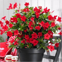 Dipladenia Flower seeds for Planting - Compact Growth, Heirloom & GMO Free Seeds for Home Garden