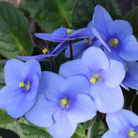 Sky Blue Saintpaulia Flower seeds for Planting - Easy to Grow, Heirloom & GMO Free Seeds for Home Garden