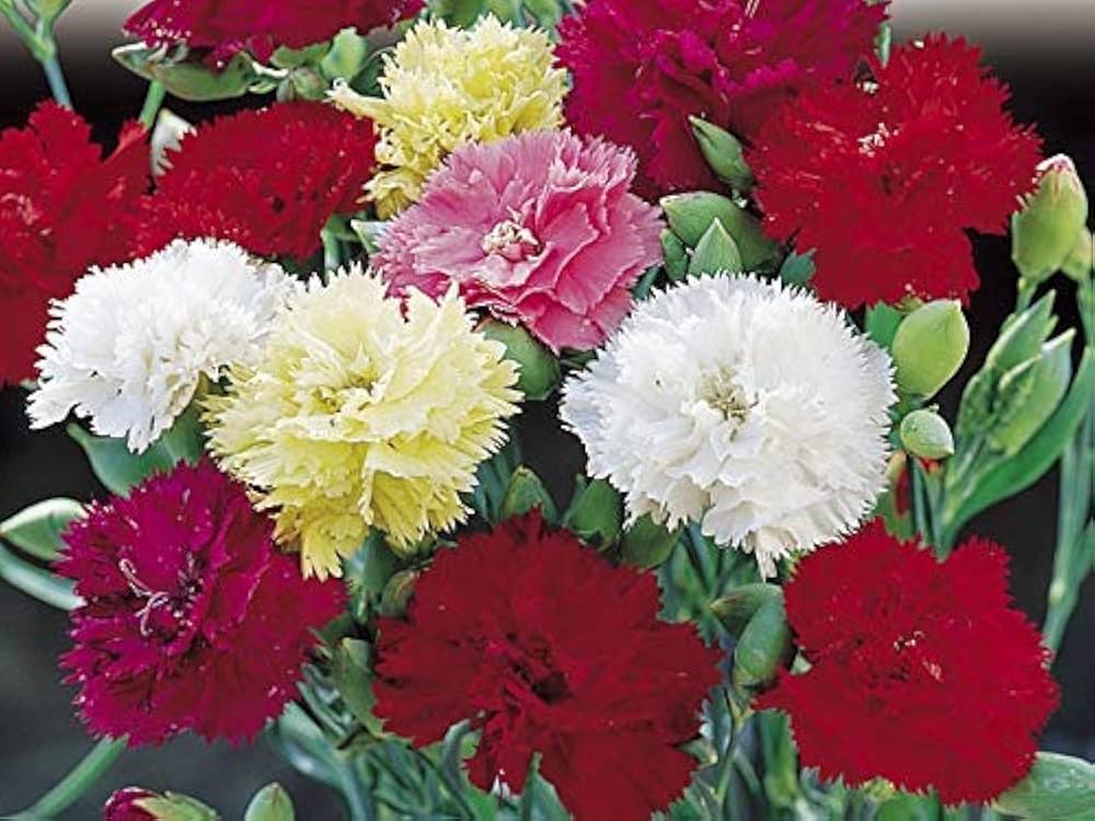 16-Color Carnation Seeds – Dianthus Caryophyllus Perennial Flower